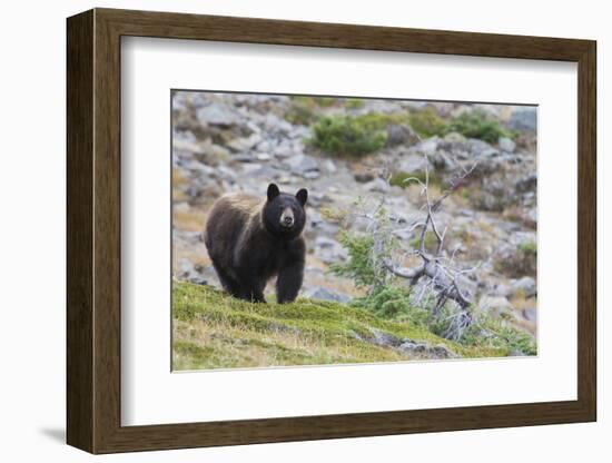 Grizzly colored Black Bear-Ken Archer-Framed Photographic Print