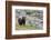 Grizzly colored Black Bear-Ken Archer-Framed Photographic Print