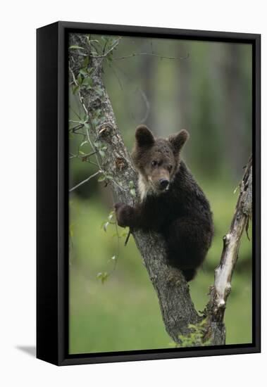 Grizzly Cub on Tree-DLILLC-Framed Premier Image Canvas