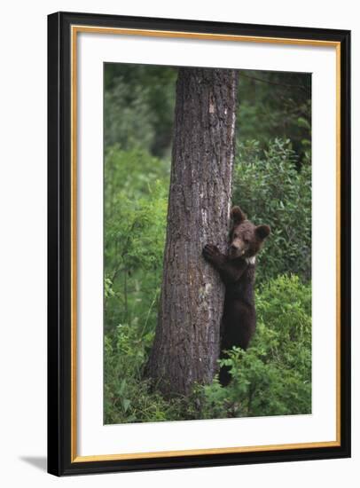 Grizzly Cub on Tree-DLILLC-Framed Photographic Print