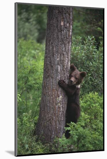 Grizzly Cub on Tree-DLILLC-Mounted Photographic Print