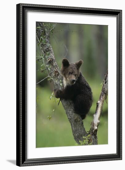 Grizzly Cub on Tree-DLILLC-Framed Photographic Print