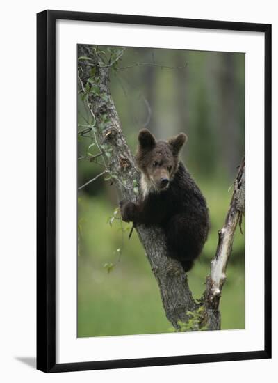 Grizzly Cub on Tree-DLILLC-Framed Photographic Print