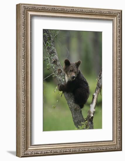 Grizzly Cub on Tree-DLILLC-Framed Photographic Print