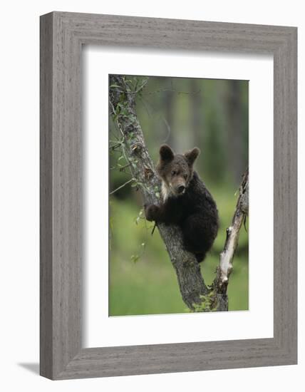 Grizzly Cub on Tree-DLILLC-Framed Photographic Print