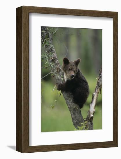 Grizzly Cub on Tree-DLILLC-Framed Photographic Print