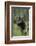 Grizzly Cub on Tree-DLILLC-Framed Photographic Print