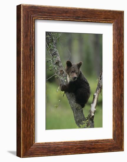 Grizzly Cub on Tree-DLILLC-Framed Photographic Print