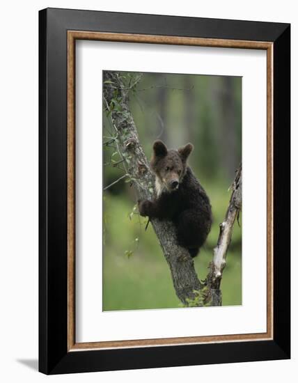 Grizzly Cub on Tree-DLILLC-Framed Photographic Print