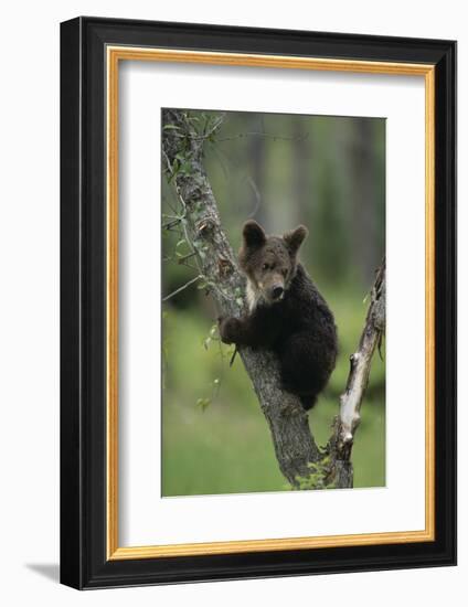 Grizzly Cub on Tree-DLILLC-Framed Photographic Print