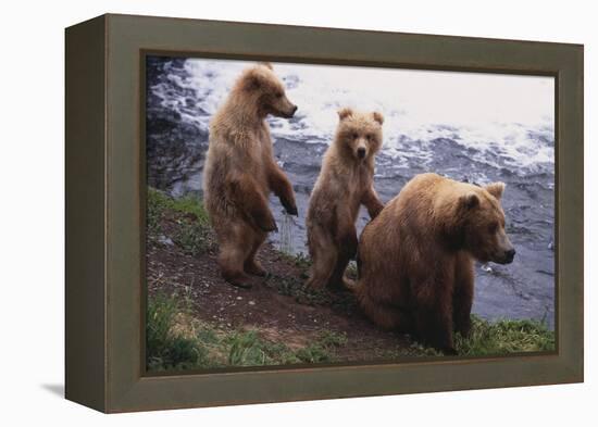 Grizzly Cubs with Mother by River-DLILLC-Framed Premier Image Canvas