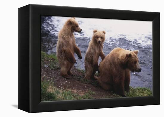 Grizzly Cubs with Mother by River-DLILLC-Framed Premier Image Canvas