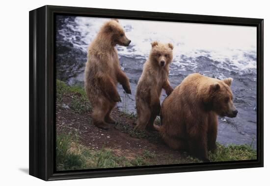 Grizzly Cubs with Mother by River-DLILLC-Framed Premier Image Canvas