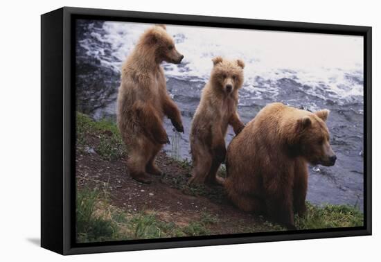 Grizzly Cubs with Mother by River-DLILLC-Framed Premier Image Canvas