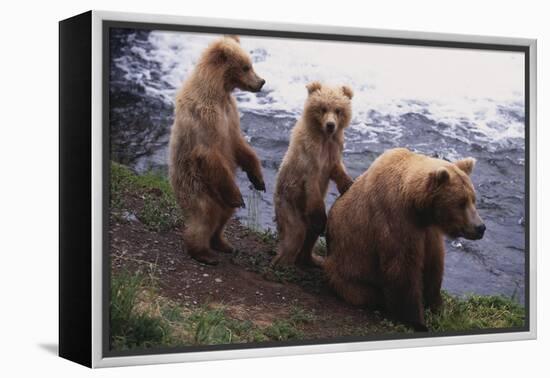 Grizzly Cubs with Mother by River-DLILLC-Framed Premier Image Canvas