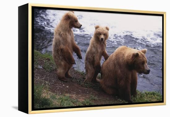 Grizzly Cubs with Mother by River-DLILLC-Framed Premier Image Canvas