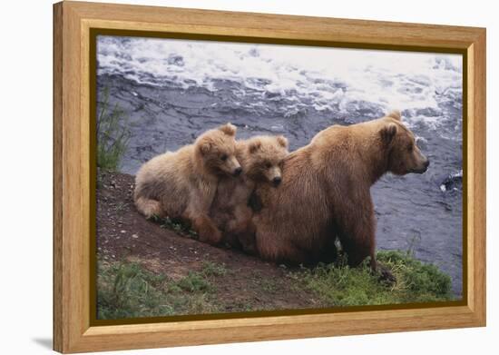 Grizzly Cubs with Mother by River-DLILLC-Framed Premier Image Canvas