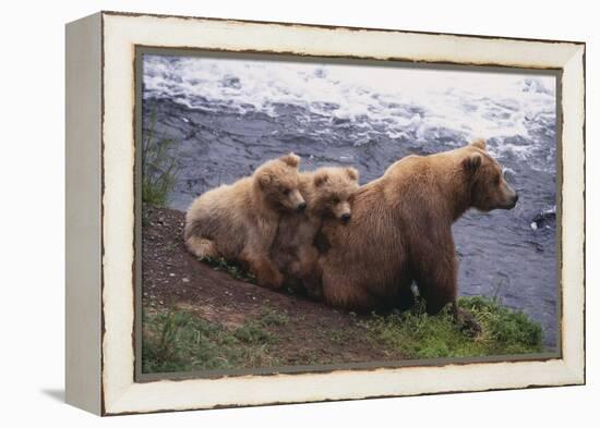 Grizzly Cubs with Mother by River-DLILLC-Framed Premier Image Canvas