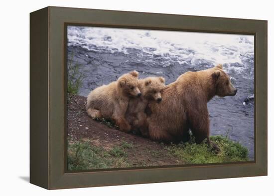 Grizzly Cubs with Mother by River-DLILLC-Framed Premier Image Canvas