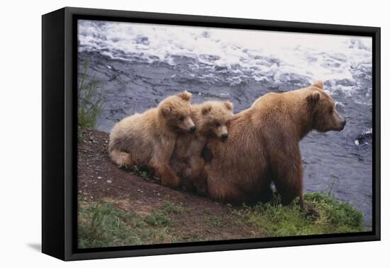 Grizzly Cubs with Mother by River-DLILLC-Framed Premier Image Canvas