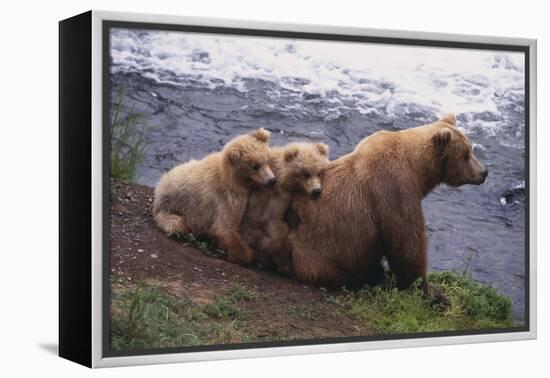 Grizzly Cubs with Mother by River-DLILLC-Framed Premier Image Canvas