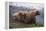 Grizzly Cubs with Mother by River-DLILLC-Framed Premier Image Canvas