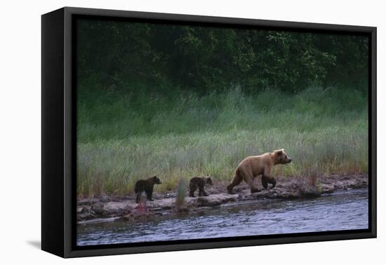 Grizzly Cubs with Mother by River-DLILLC-Framed Premier Image Canvas