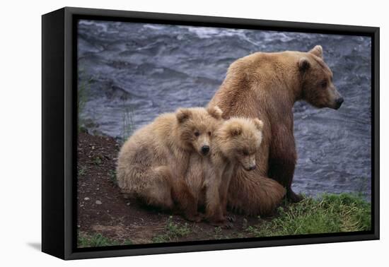 Grizzly Cubs with Mother by River-DLILLC-Framed Premier Image Canvas