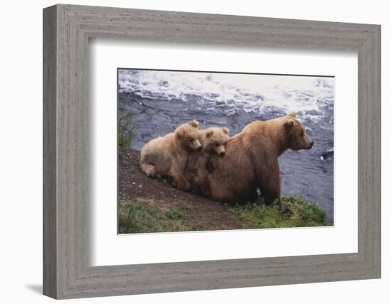 Grizzly Cubs with Mother by River-DLILLC-Framed Photographic Print