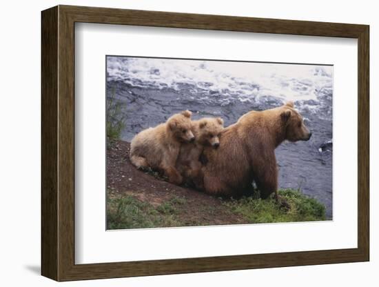 Grizzly Cubs with Mother by River-DLILLC-Framed Photographic Print