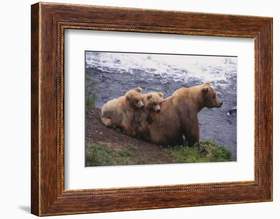 Grizzly Cubs with Mother by River-DLILLC-Framed Photographic Print