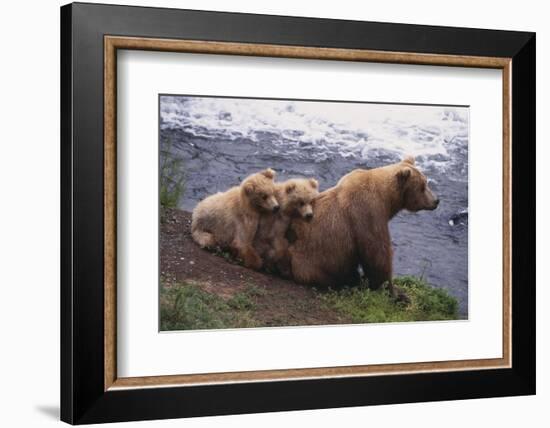 Grizzly Cubs with Mother by River-DLILLC-Framed Photographic Print