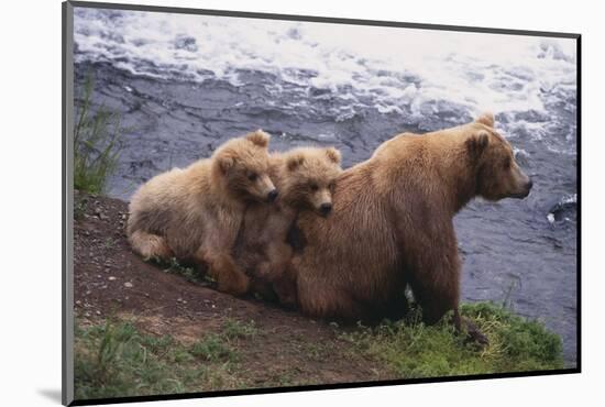 Grizzly Cubs with Mother by River-DLILLC-Mounted Photographic Print