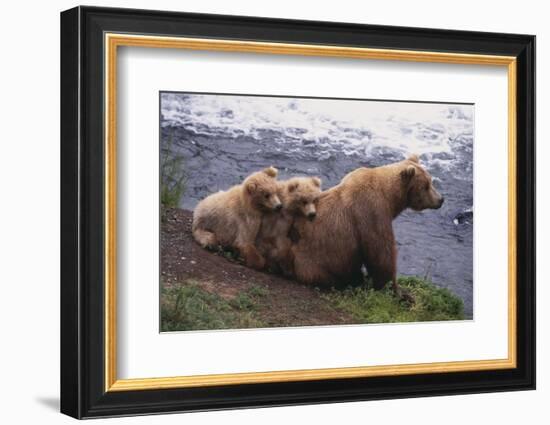 Grizzly Cubs with Mother by River-DLILLC-Framed Photographic Print