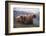 Grizzly Cubs with Mother by River-DLILLC-Framed Photographic Print