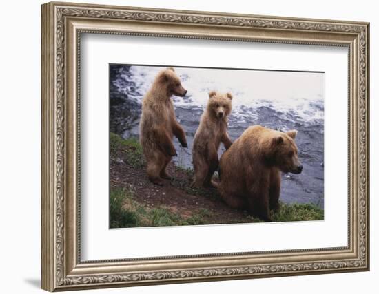 Grizzly Cubs with Mother by River-DLILLC-Framed Photographic Print