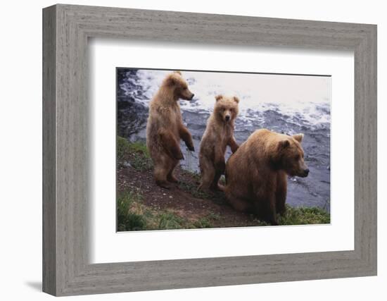 Grizzly Cubs with Mother by River-DLILLC-Framed Photographic Print