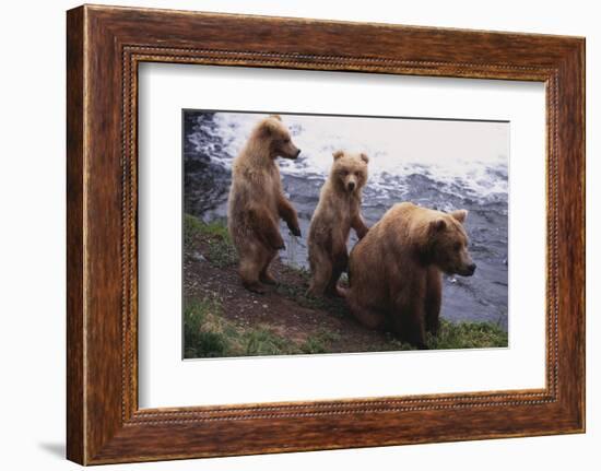 Grizzly Cubs with Mother by River-DLILLC-Framed Photographic Print