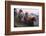 Grizzly Cubs with Mother by River-DLILLC-Framed Photographic Print