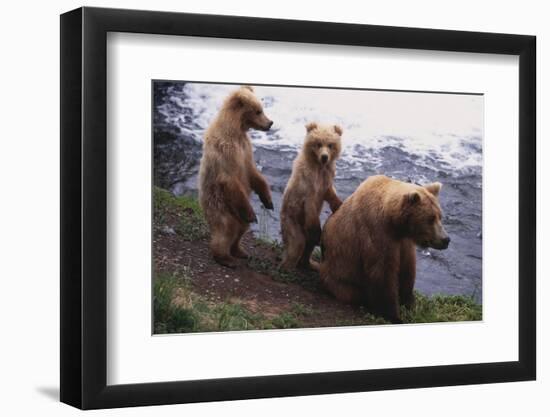 Grizzly Cubs with Mother by River-DLILLC-Framed Photographic Print