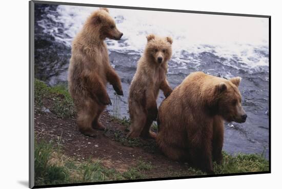 Grizzly Cubs with Mother by River-DLILLC-Mounted Photographic Print