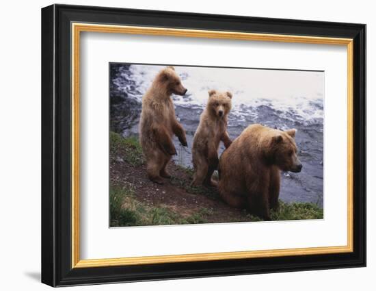 Grizzly Cubs with Mother by River-DLILLC-Framed Photographic Print