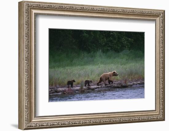 Grizzly Cubs with Mother by River-DLILLC-Framed Photographic Print