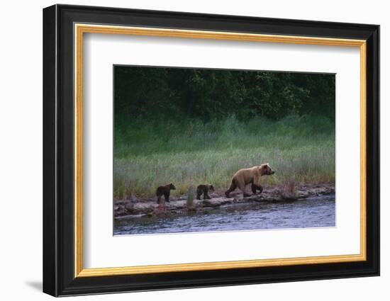 Grizzly Cubs with Mother by River-DLILLC-Framed Photographic Print