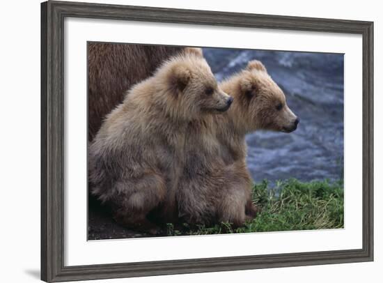 Grizzly Cubs with Mother by River-DLILLC-Framed Photographic Print