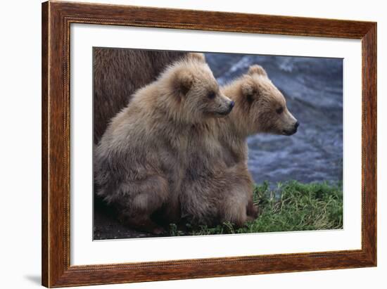 Grizzly Cubs with Mother by River-DLILLC-Framed Photographic Print