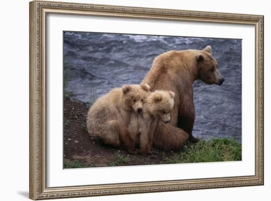 Grizzly Cubs with Mother by River-DLILLC-Framed Photographic Print