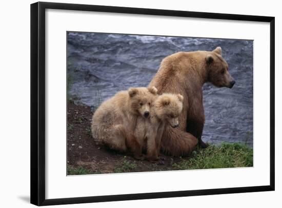 Grizzly Cubs with Mother by River-DLILLC-Framed Photographic Print