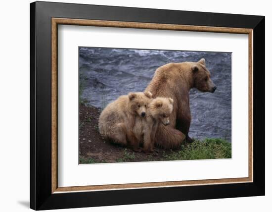 Grizzly Cubs with Mother by River-DLILLC-Framed Photographic Print