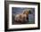 Grizzly Cubs with Mother by River-DLILLC-Framed Photographic Print